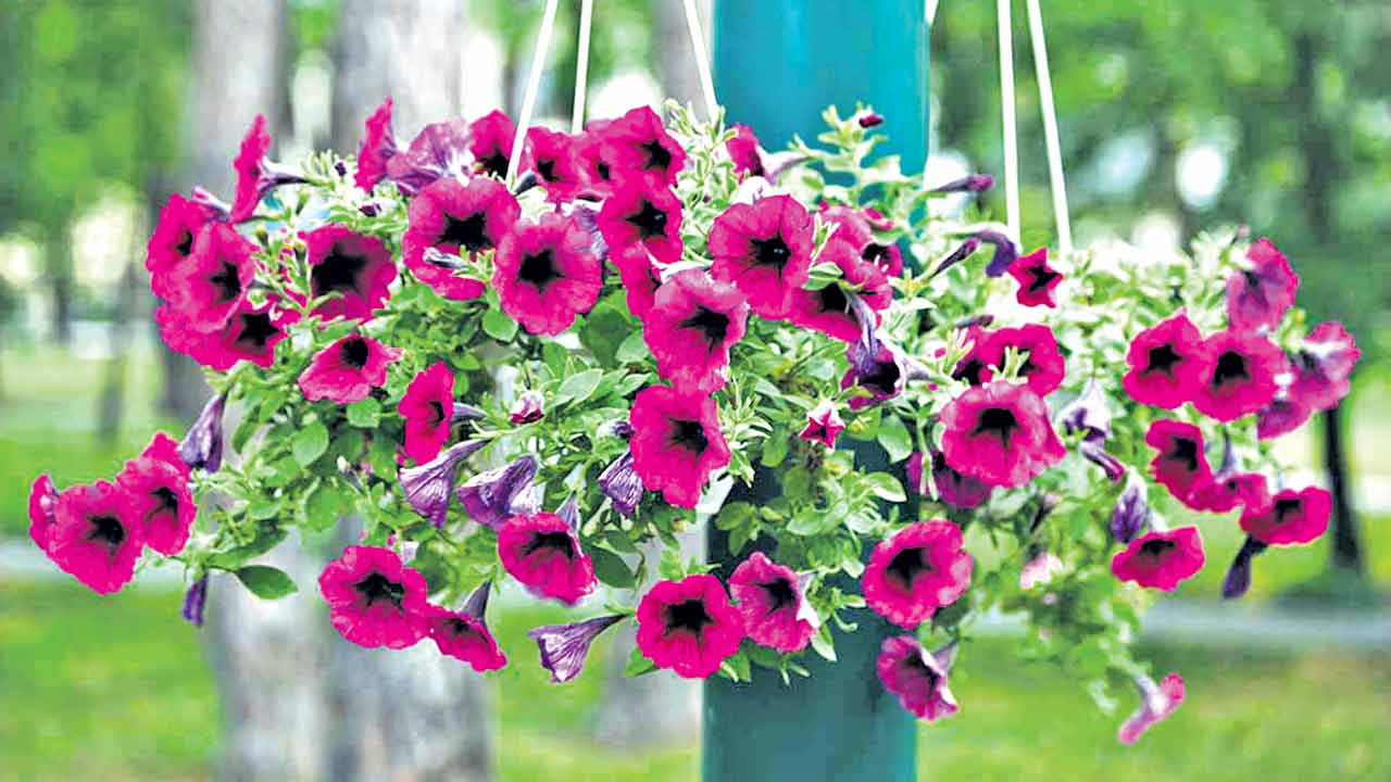 చూడచక్కని చూరు.. వేలాడే మొక్కల తీరు!