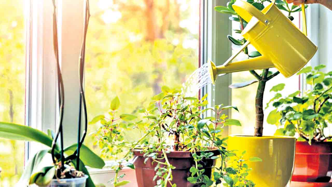బాల్కనీలో మొక్కలు పెంచుకునేవాళ్లు.. వానకాలంలో ఈ జాగ్రత్తలు తీసుకోవడం మస్ట్‌