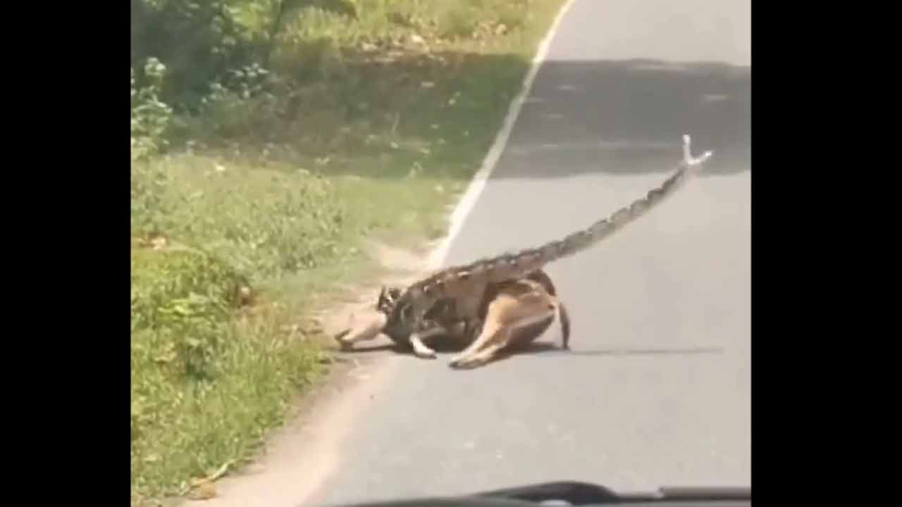 Viral news | జింకను చుట్టిపడేసిన కొండచిలువ.. ఆఖరి క్షణంలో ఏం జరిగిందంటే..Video