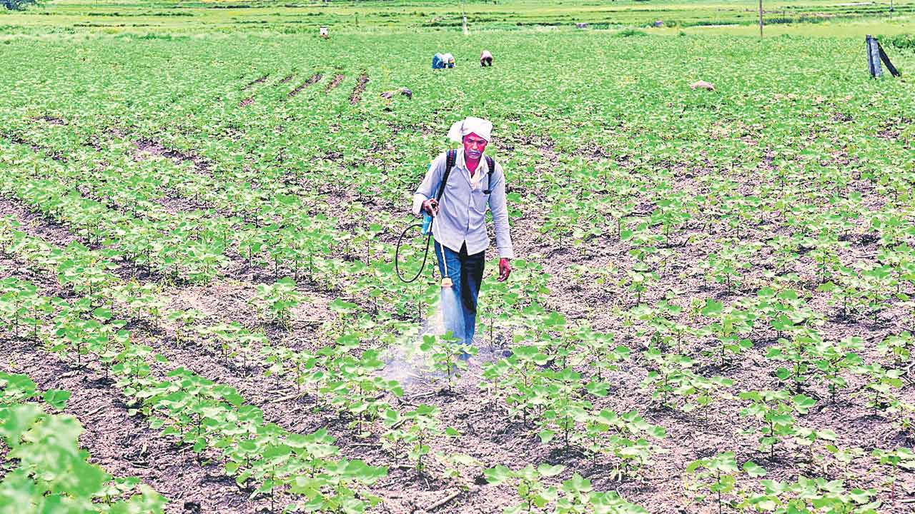 2.41 లక్షల ఎకరాల్లో పత్తి