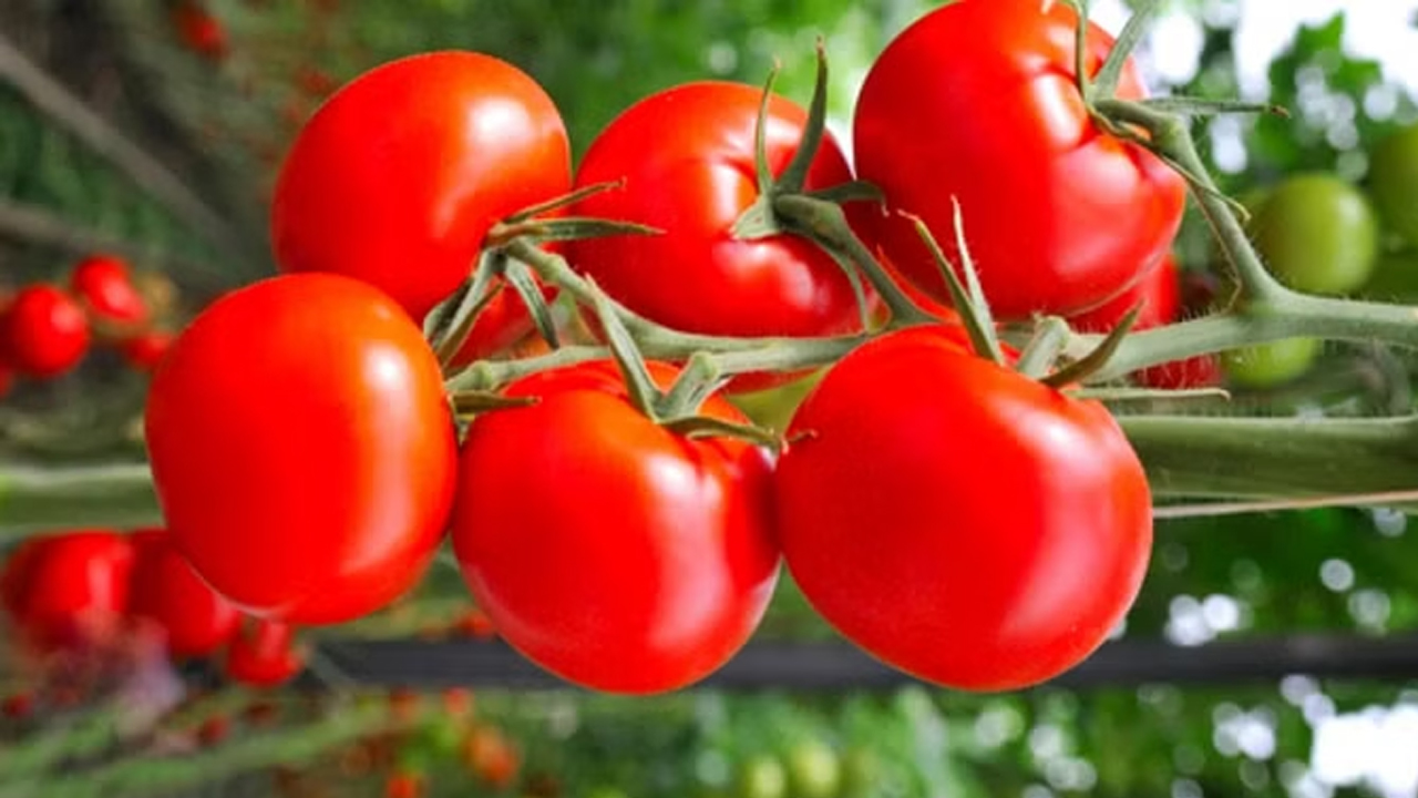 Tomato | పెరిగిన సరఫరా.. దిగిరానున్న టమాట ధరలు..!