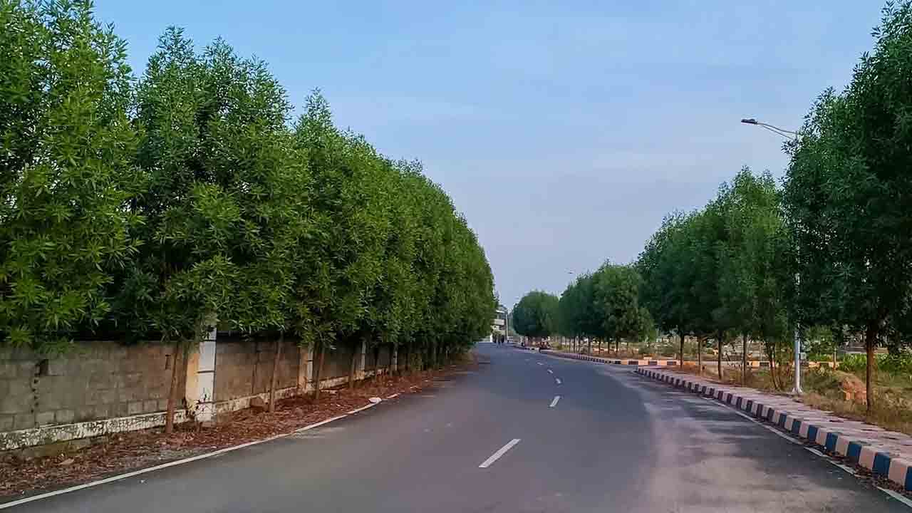 Conocarpus Tree | కోనోకార్పస్‌ మొక్కలతో ఆరోగ్యానికి ముప్పు.. రాష్ట్రంలో 10 కోట్లకు పైగా మొక్కలు