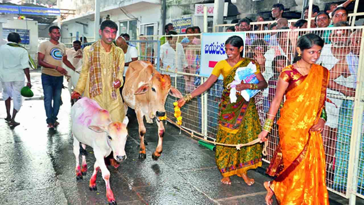 Vemulawada | ఎములాడ రాజన్న ఆలయంలో కోడెల పంపిణీ.. 511 మంది రైతులకు రెండు చొప్పున..