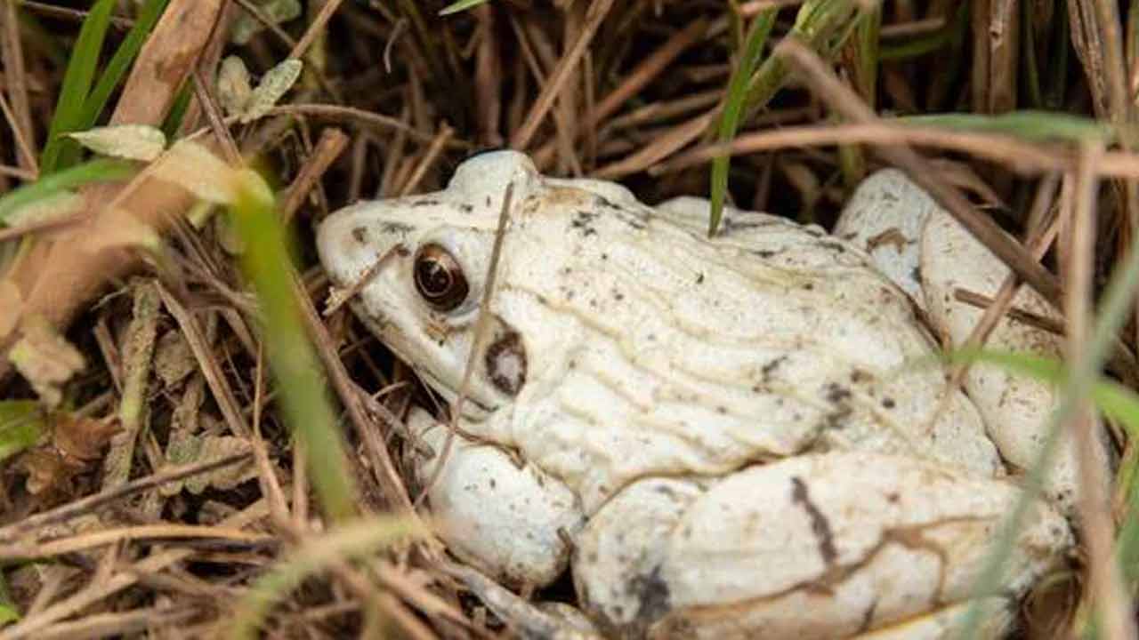 White Frog | వార్నీ.. పూర్తిగా తెలుపు రంగులో కప్ప.. యూపీలో గుర్తించిన పరిశోధకులు..!