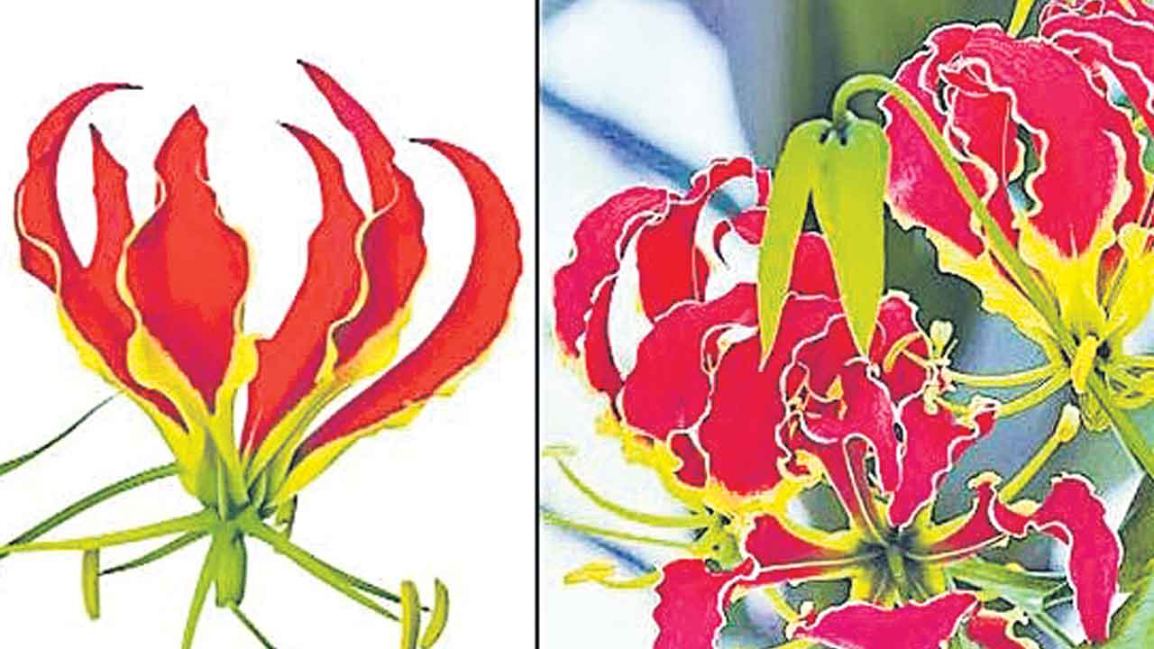 Agnishikha | దివ్య ఔషధం అగ్నిశిఖ.. నల్లమలలో విరివిగా లభిస్తున్న తీగజాతి మొక్క