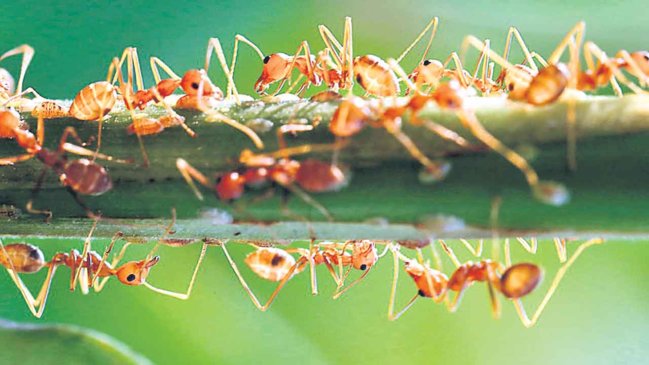 Carpenter Ants | చీమలు కూడా సర్జన్లే.. గాయపడిన తోటి చీమకు వైద్యసాయం