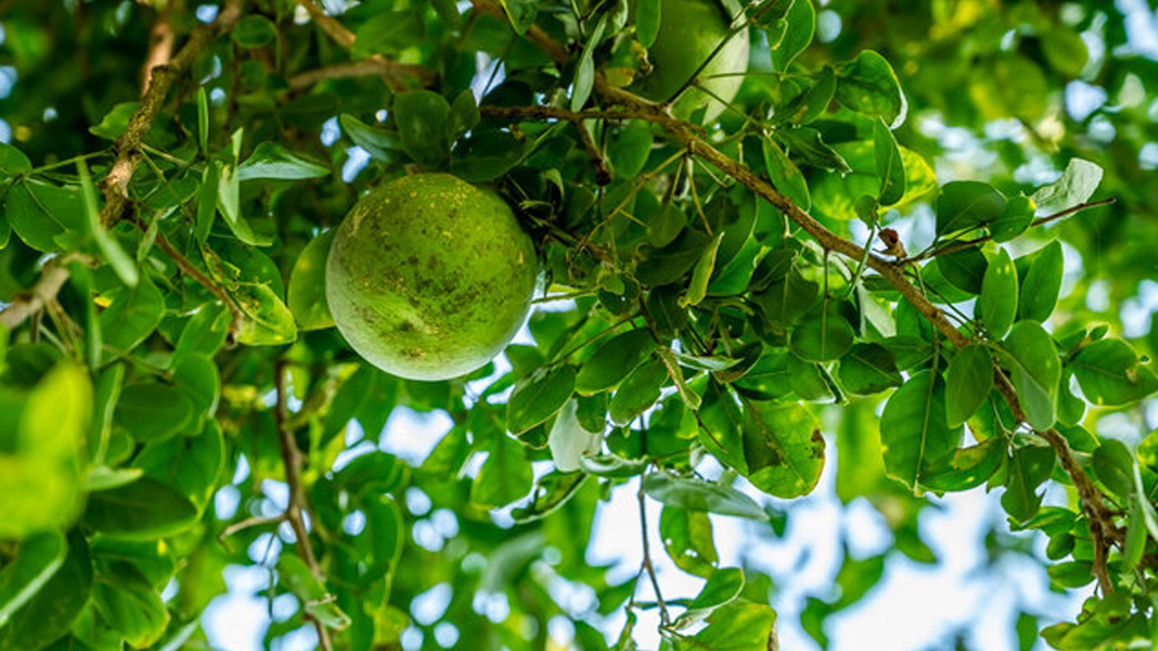 Bael Plant | మారేడు చెట్టు కింద ఆ పనిచేస్తే నిరుపేద కూడా సంపన్నుడవుతాడట..!