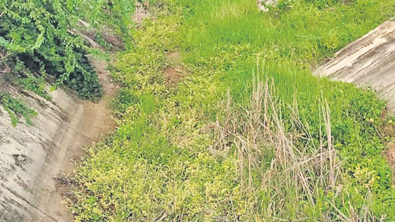 వెలవెలబోతున్న డీ4 కెనాల్‌