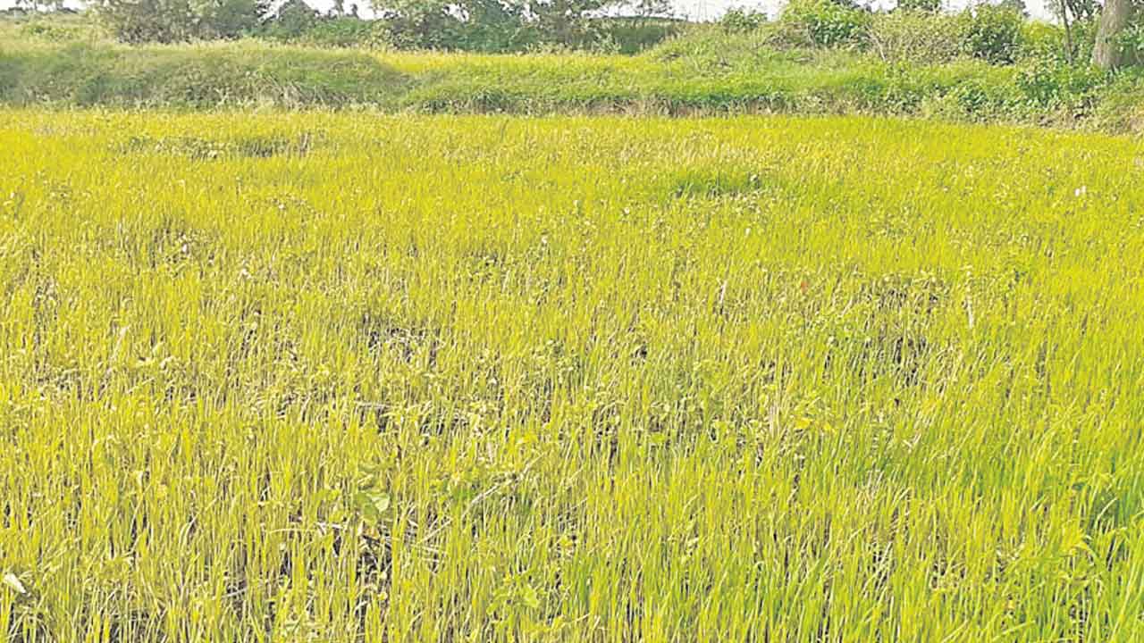 రైతులకు సాగునీటి కష్టాలు