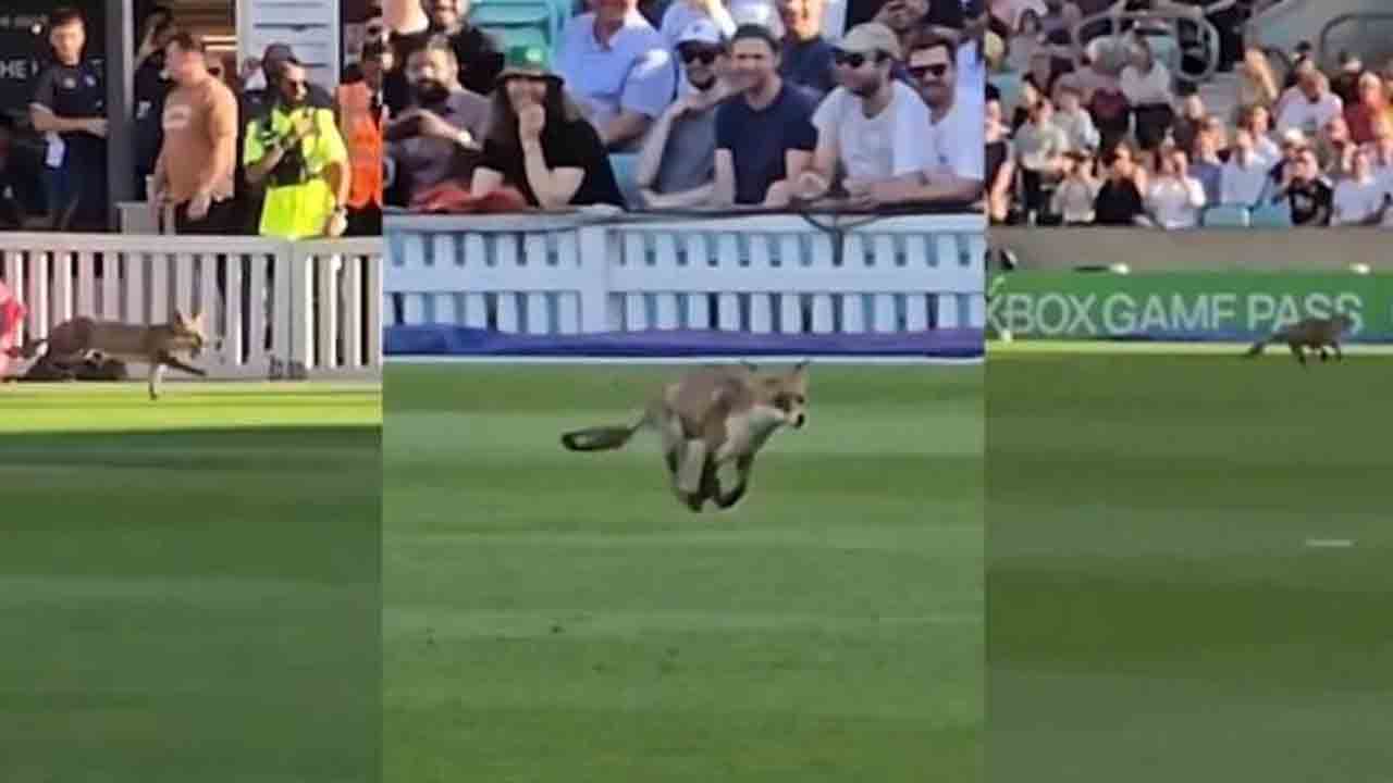 Fox Interrupts Match | టీ20 మ్యాచ్‌లో న‌క్క హంగామా.. ఎంత ప‌ని చేసిందో చూడండి.?