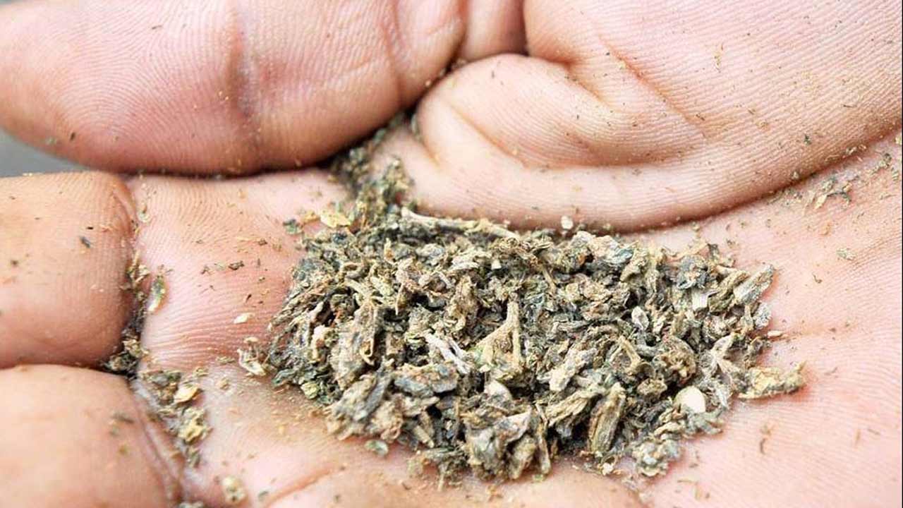 IIT Students | చదువుతున్నది తమిళనాడు ఐఐటీలో.. చేస్తున్నది గంజాయి దందా