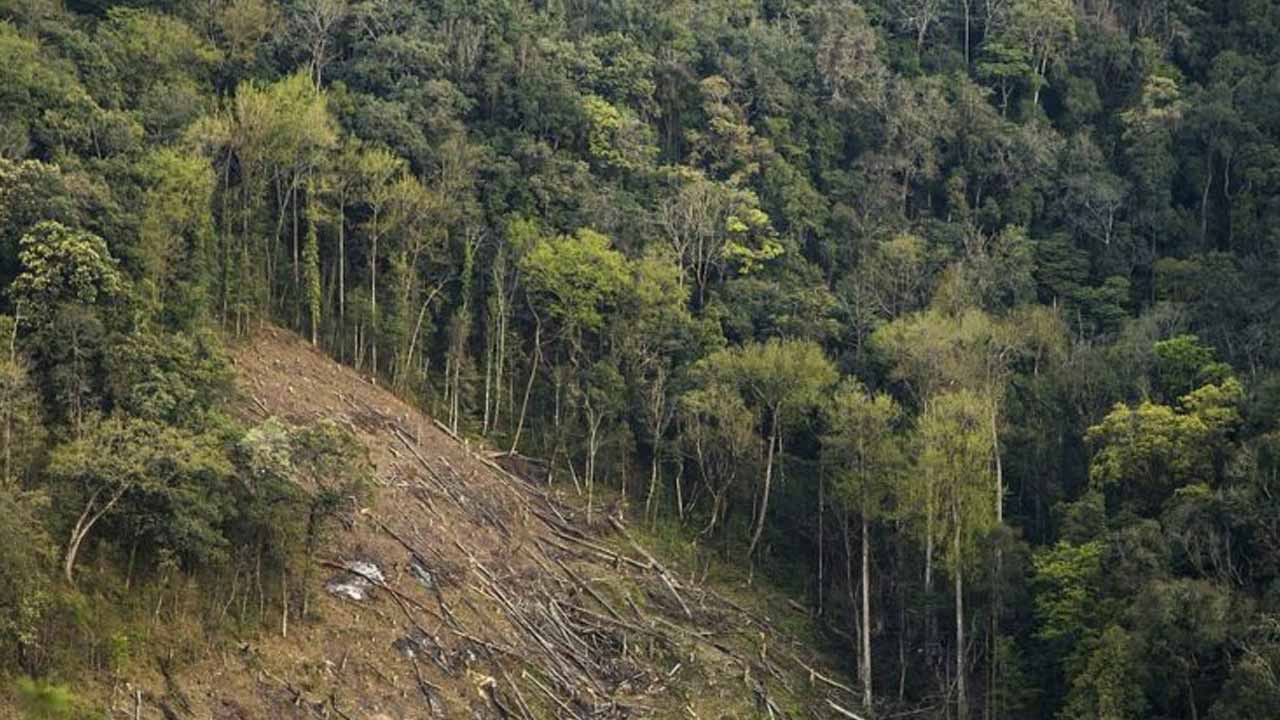 Forest Area: ఇండియాలో పెరిగిన అట‌వీ విస్తీర్ణం.. ఎంత పెరిగిందంటే?