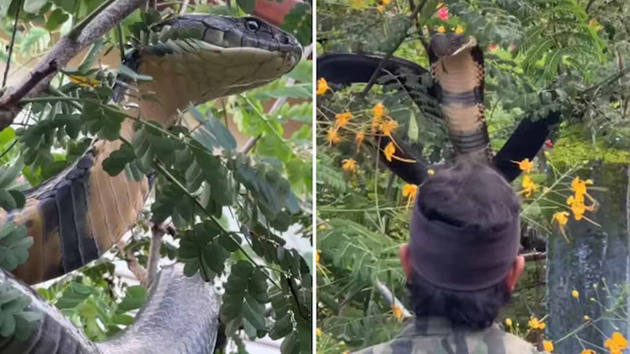 King Cobra: క‌ర్నాట‌క అడ‌విలో 12 అడుగుల కింగ్ కోబ్రా ప‌ట్టివేత‌.. వీడియో