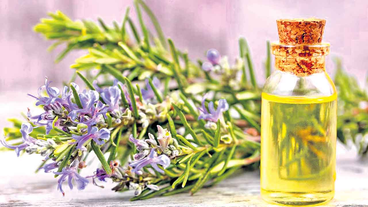 రోజ్‌మేరీ.. జుట్టుకు ప్యారీ!