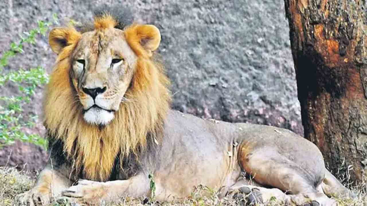 Nehru Zoo Park | హైద‌రాబాద్ జూపార్కులో కేర్ టేక‌ర్‌పై సింహం దాడి