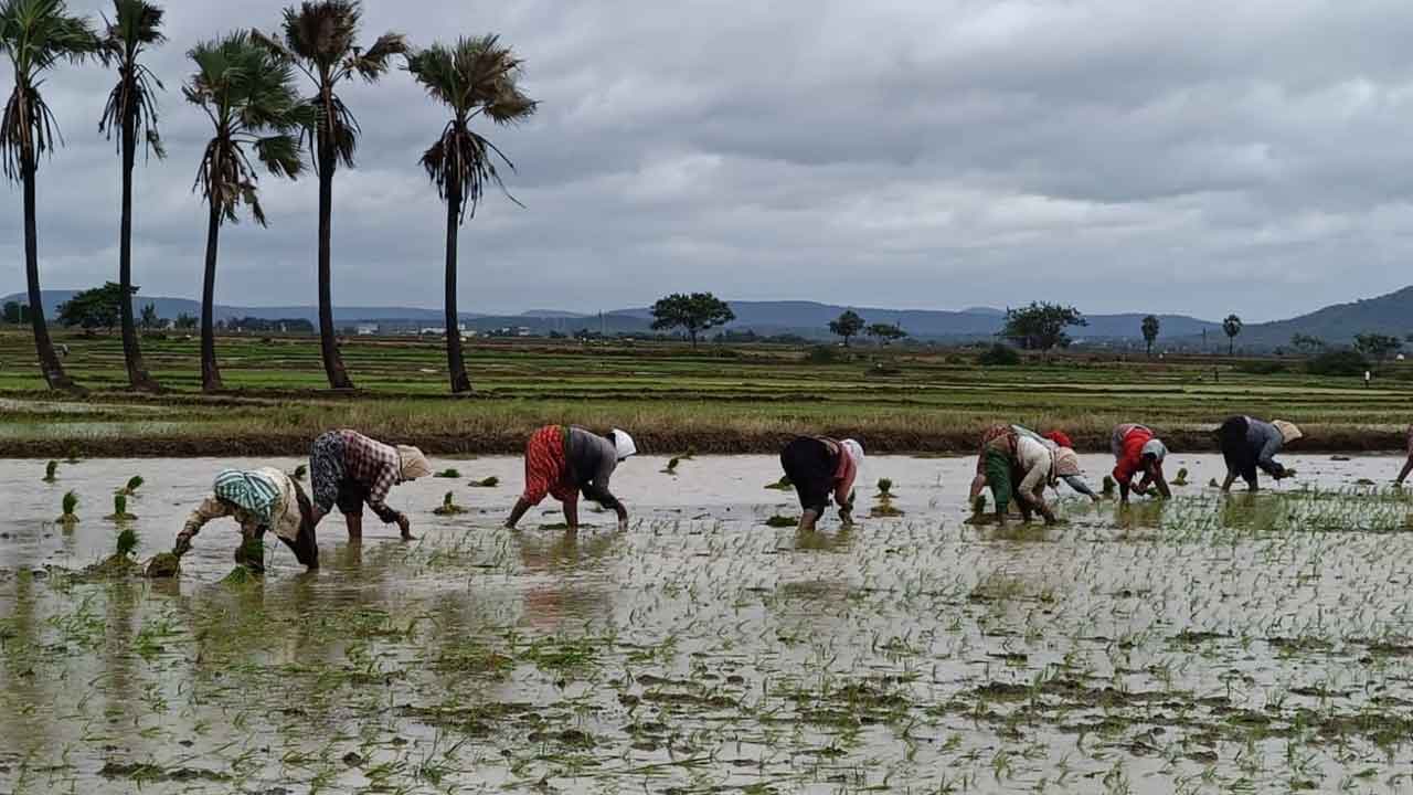 Cultivation works | సమృద్ధిగా వర్షాలు.. జోరుగా నాట్లు