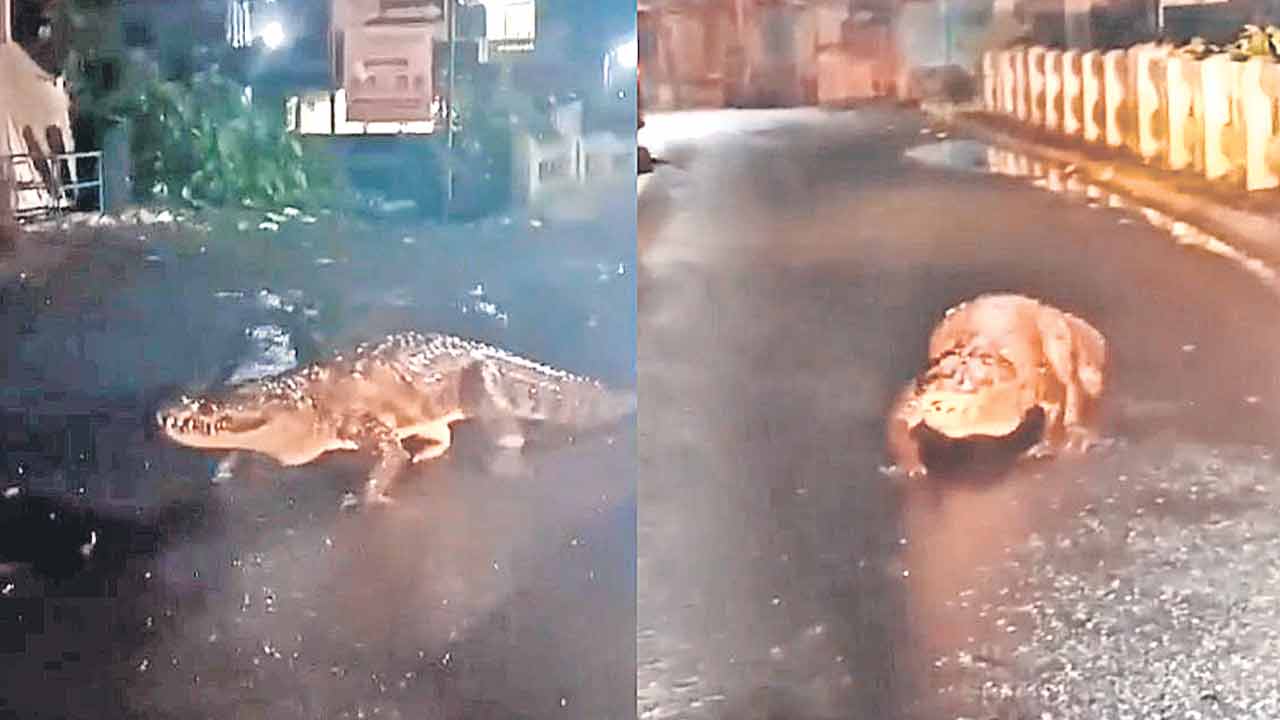 రోడ్డెక్కిన మొసలి!