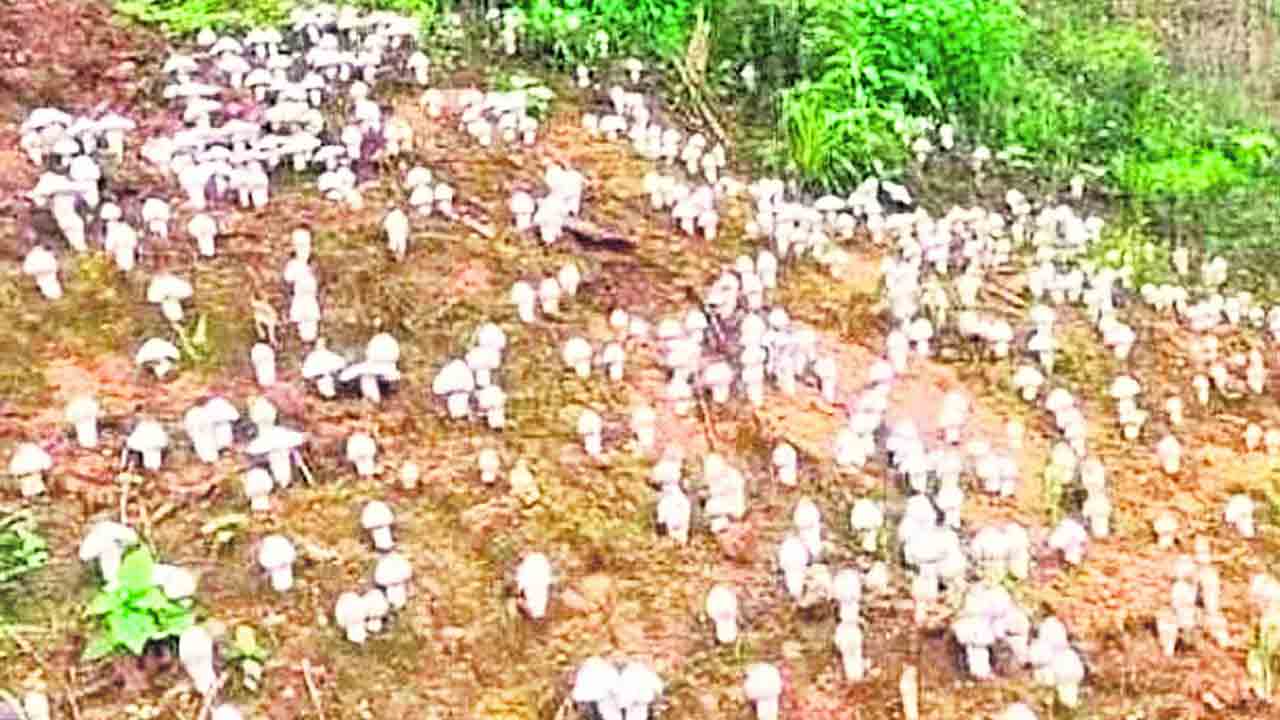 పోషకాల పుట్ట