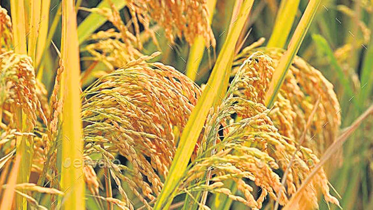 Paddy Procurement | ప్రభుత్వం.. పౌరసరఫరాల శాఖ నిర్లక్ష్యం.. ఐదేండ్లలోనే అతి తక్కువగా ధాన్యం కొనుగోలు