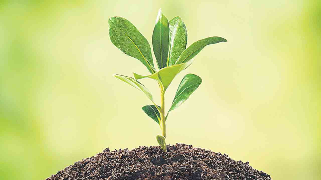 Vana Mahotsavam | వనమహోత్సవం అమలయ్యేనా?.. ఇప్పటికీ ప్రణాళిక సిద్ధం చేయని అధికారులు