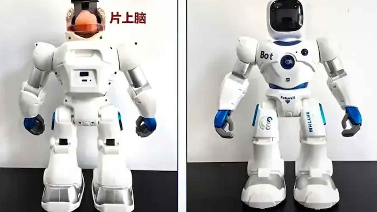 Humanoid Robot | ఏఐ కంటే తెలివైనది.. మానవ మెదడు కణాలతో నియంత్రించే రోబో