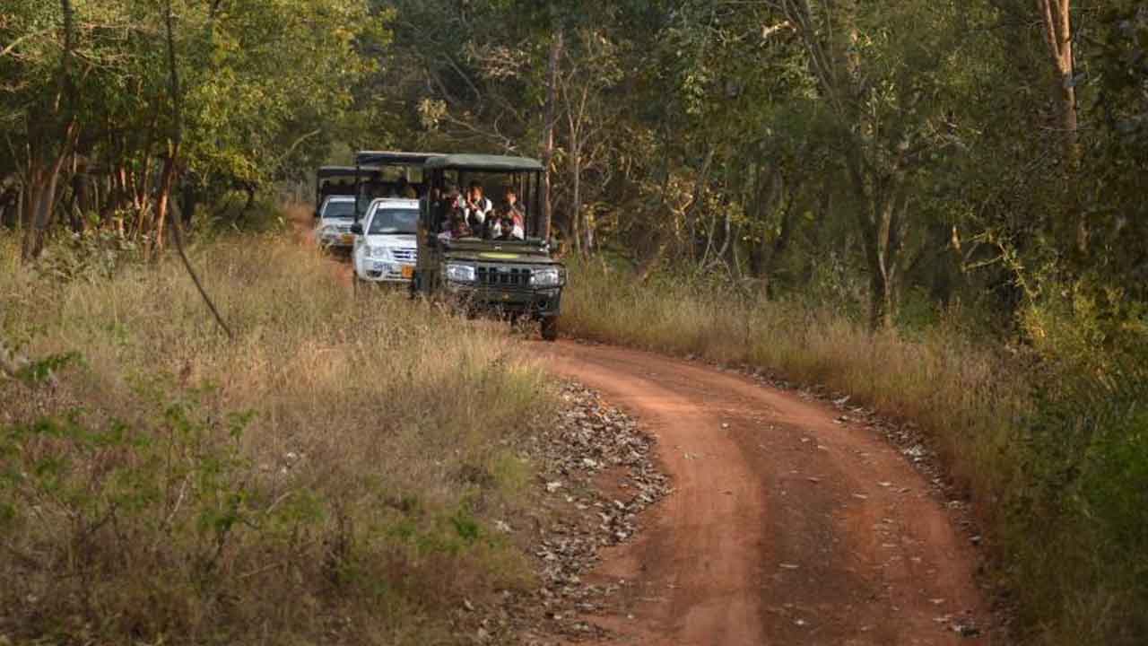 ATR | నేటి నుంచి అమ్రాబాద్‌ టైగర్‌ రిజర్వ్‌లో సఫారీ నిలిపివేత