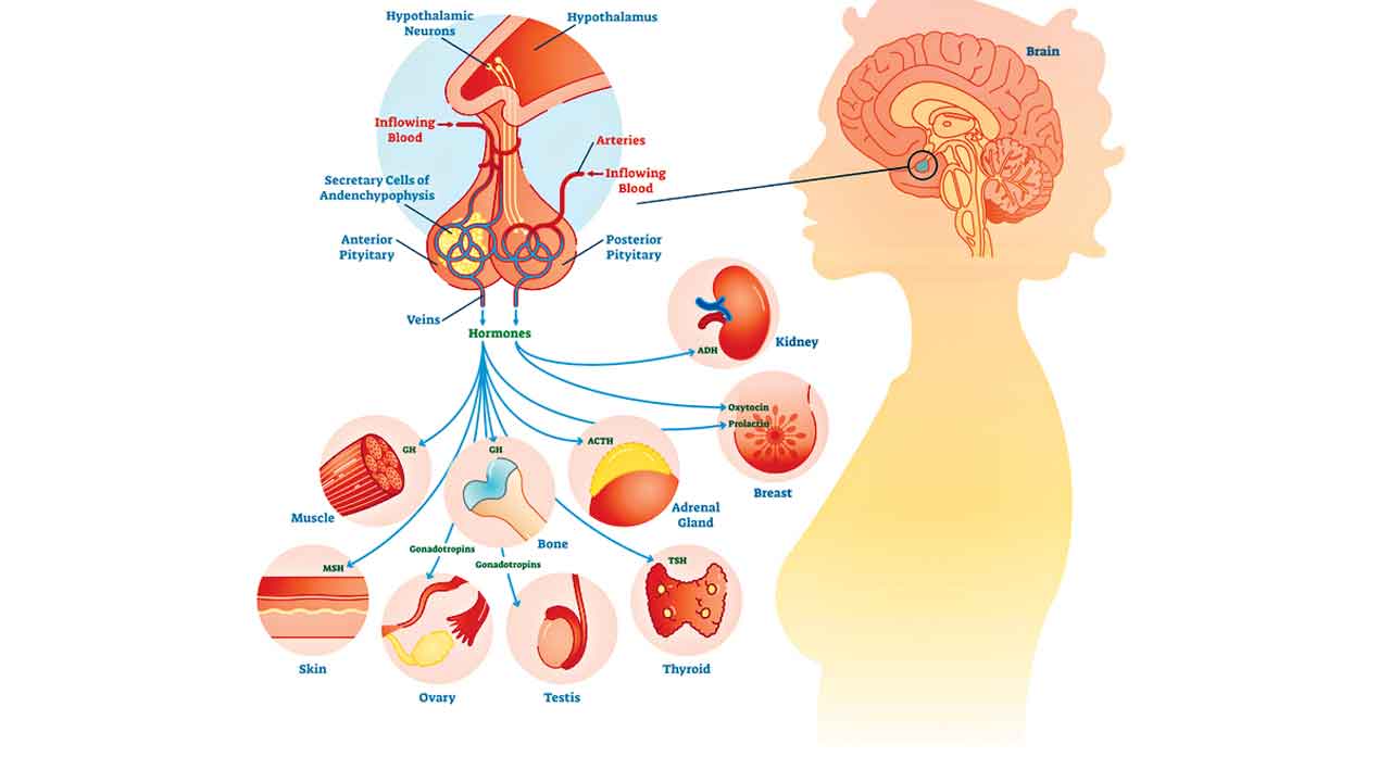 అన్ని అంతఃస్రావి గ్రంథులను ఉత్తేజపరిచే హార్మోన్‌?