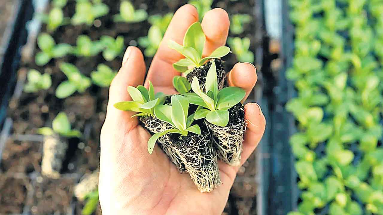 Smart Soil | అన్నీ స్మార్ట్‌గా మారిపోతున్నాయ్‌.. చివరికి మట్టి కూడా..