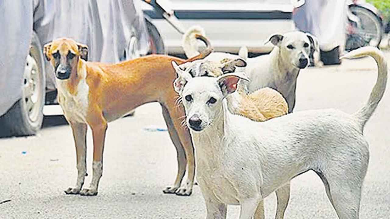 Street Dogs | కుక్కలున్నాయి… కూనలు జాగ్రత్త