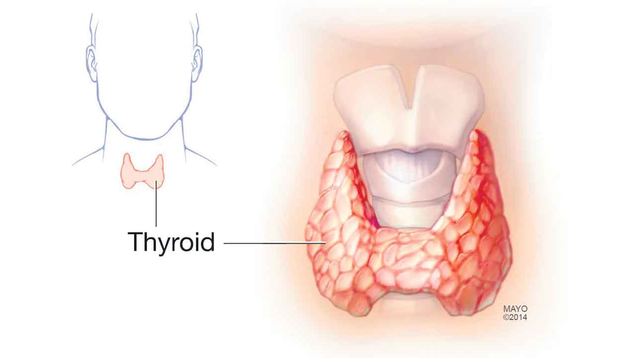 మానవుడిలో రెండో మెదడుగా పరిగణించే వ్యవస్థ?