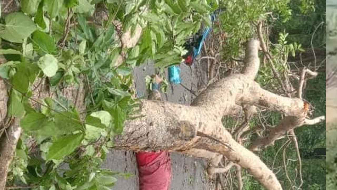 Mulugu | భారీ వృక్షం మీద పడి బైక్‌పై వెళ్తున్న వ్యక్తి మృతి.. ములుగు జిల్లాలో ఘటన