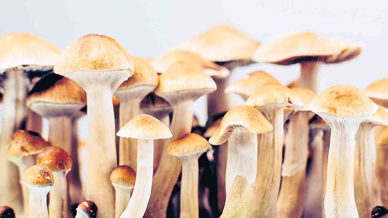 Mushrooms | మ్యాజిక్‌ మష్రూమ్‌లతో మానసిక అస్వస్థతలకు చికిత్స!