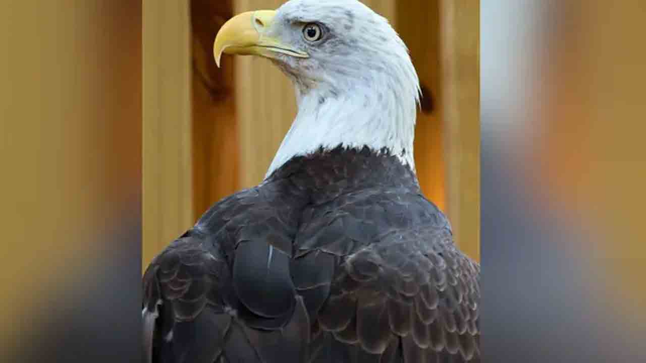 US National Bird | అమెరికా జాతీయ పక్షిగా బాల్డ్ ఈగల్.. 240 ఏండ్ల తర్వాత ఖరారు