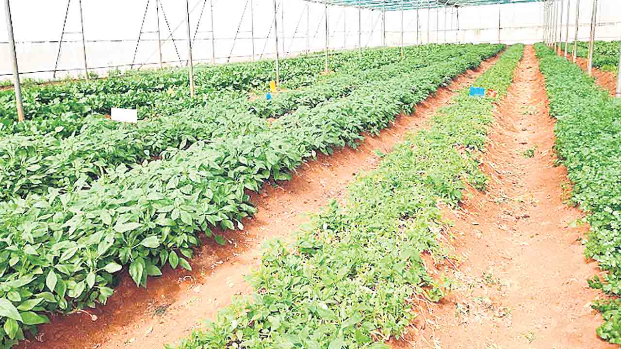 మొక్కలు ఇస్తరా.. ఇవ్వరా..?