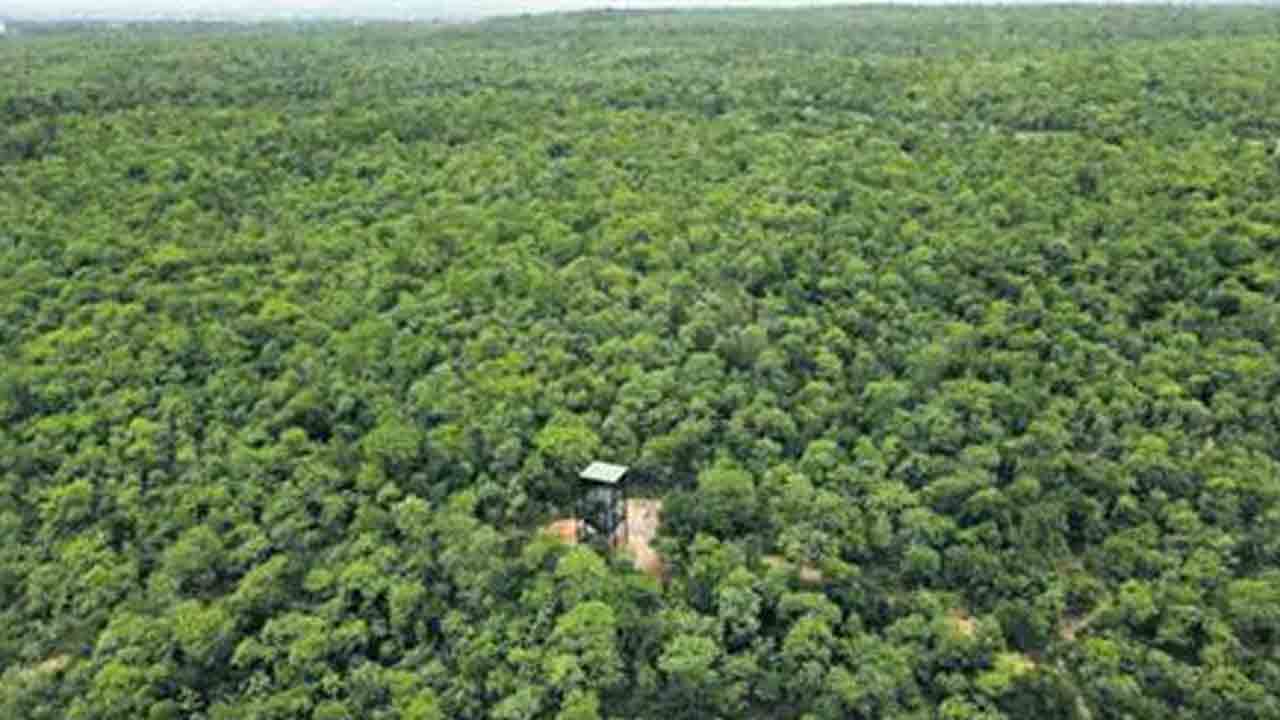 హరితహారంతో అటవీ విస్తీర్ణం వృద్ధి