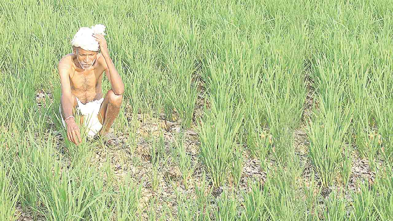 మాఫీ హామీ మూరెడు బారెడు