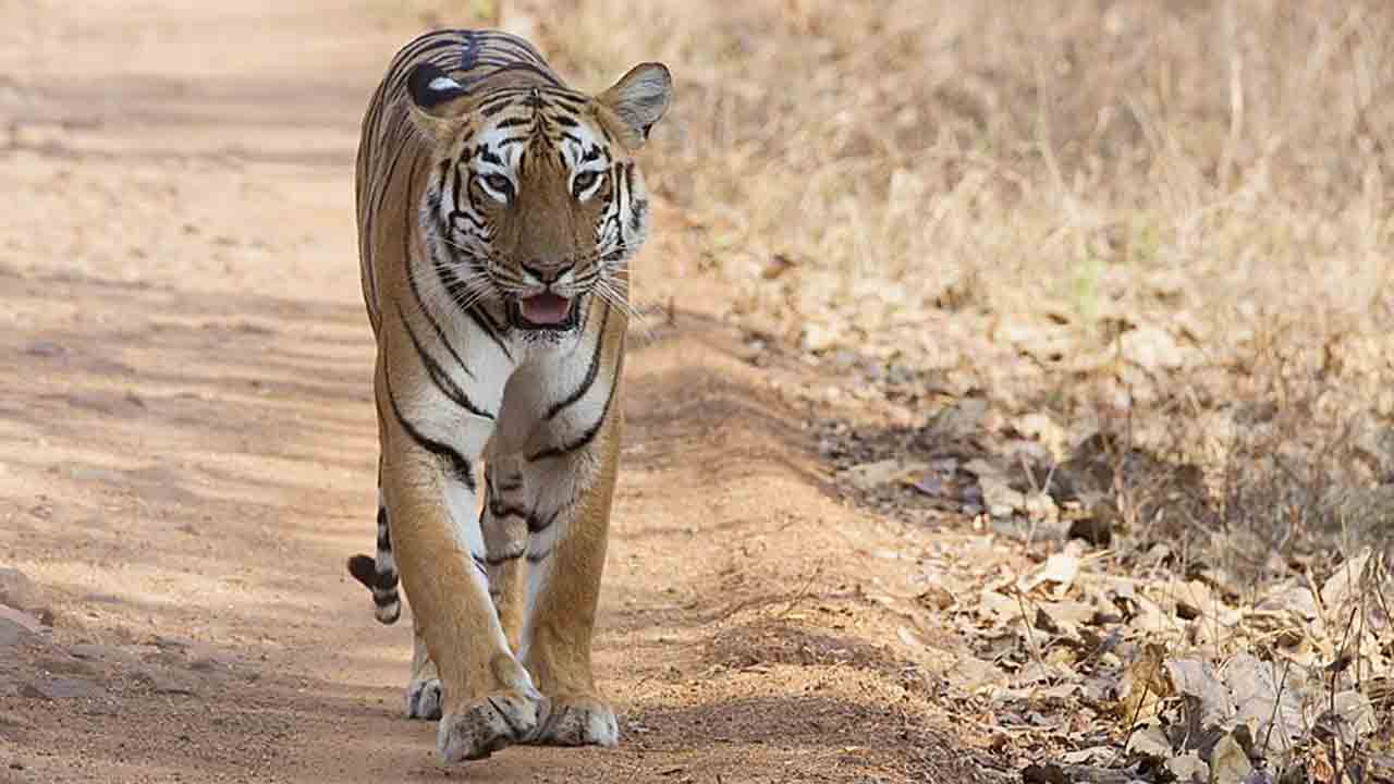 కుక్కలపై పులి దాడి!