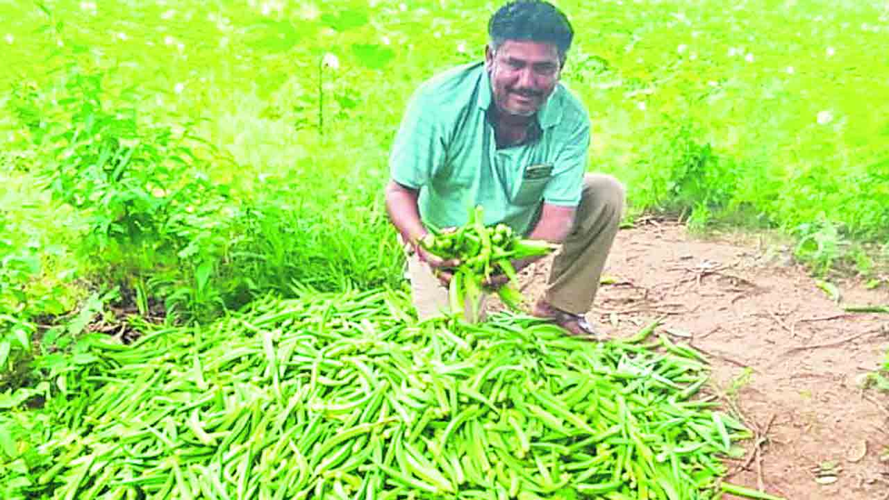 బెండ రైతుకు బెంగ