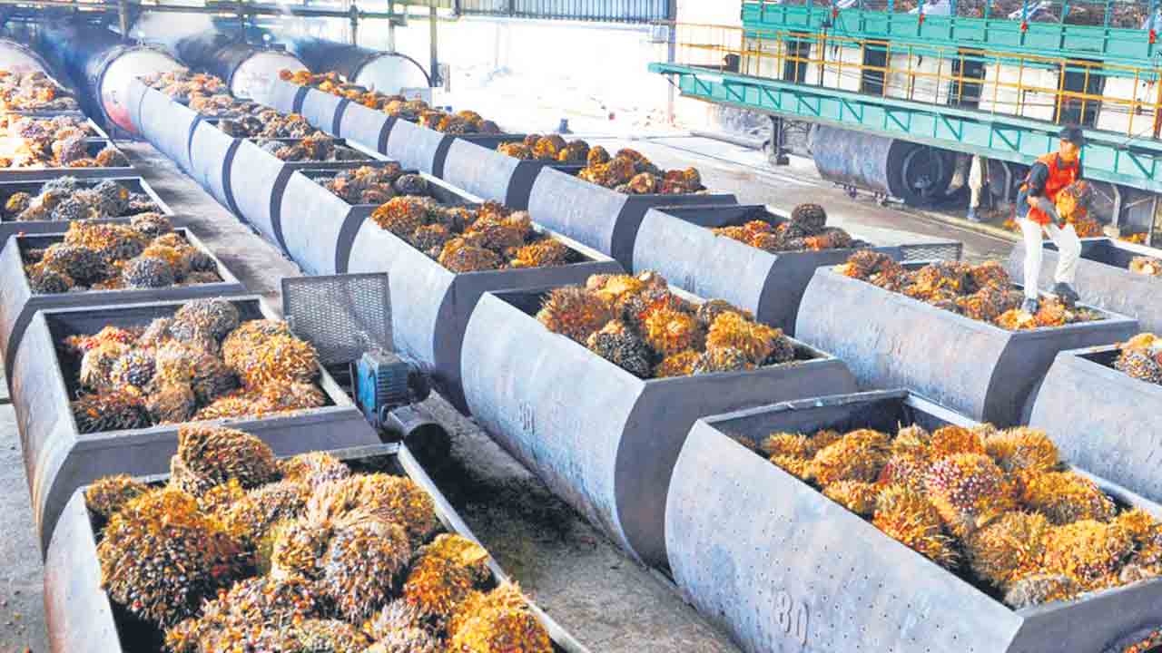 Telangana | అల్లుడా మజాకా?.. ఆయిల్పామ్ కంపెనీ హస్తగతానికి మంత్రి అల్లుడు, కొడుకు స్కెచ్
