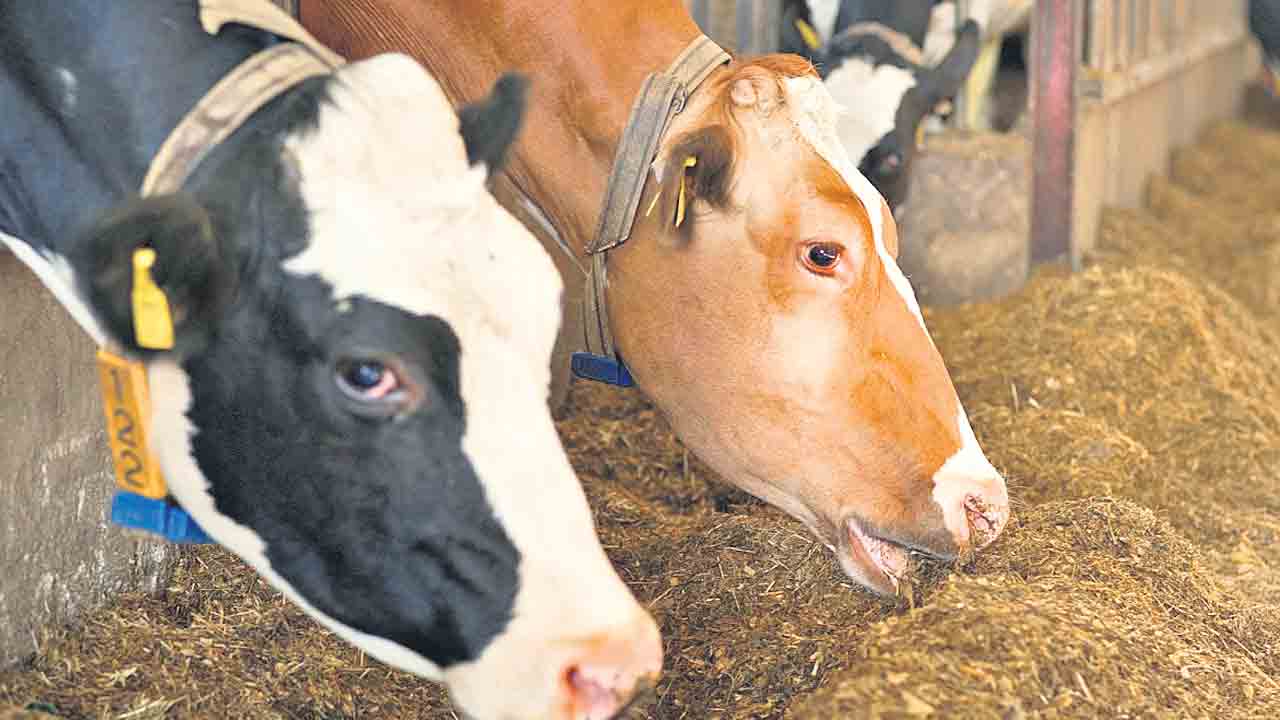 పశువుల కడుపు నింపడమూ కష్టమే.. దేశంలో దాణాకూ కొరత!