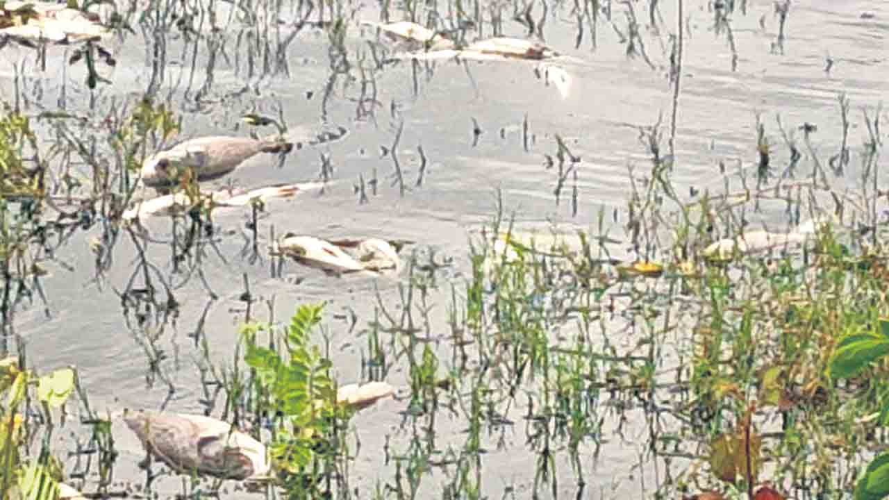 కాలుష్యం కాటుకు చేపలు బలి