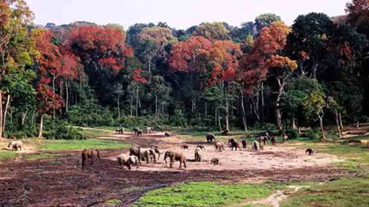 కరువు ఆకలికి వన్యప్రాణులు బలి