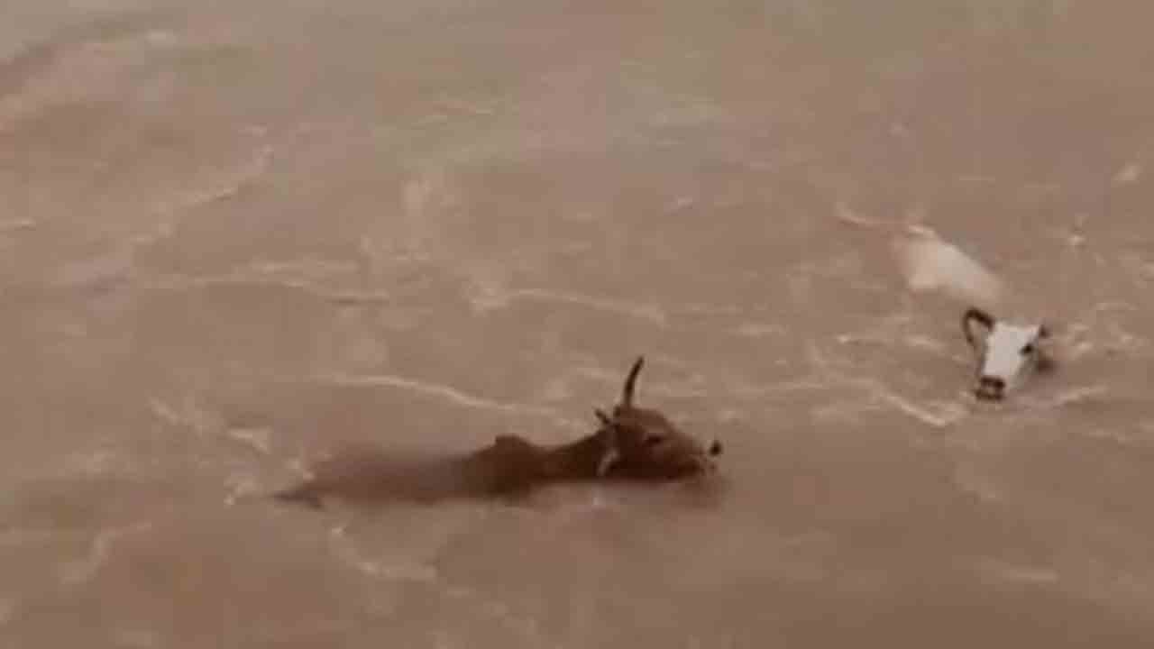 నదిలోకి 50 ఆవుల్ని తోసేసిన ఆకతాయిలు