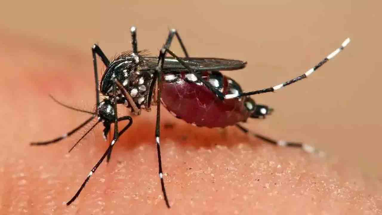 దవాఖానల్లో సరిపడా డెంగ్యూ కిట్లు