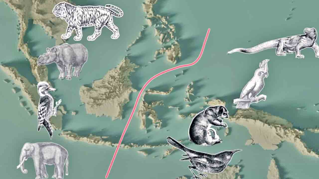 Wallace Line | అదృశ్య రేఖ గుట్టు వీడింది.. అది అసలు ఎక్కడుంది?