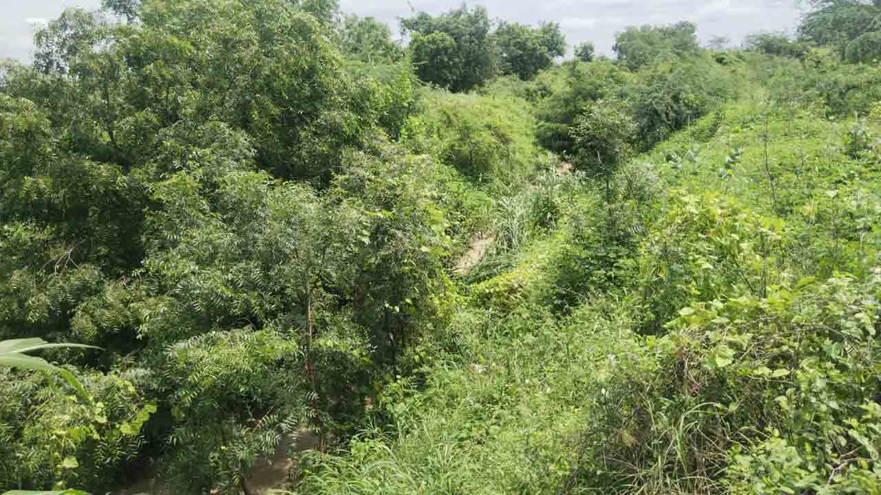 కాల్వనిండా చెట్లు.. నీరు పారేదెట్లా ?