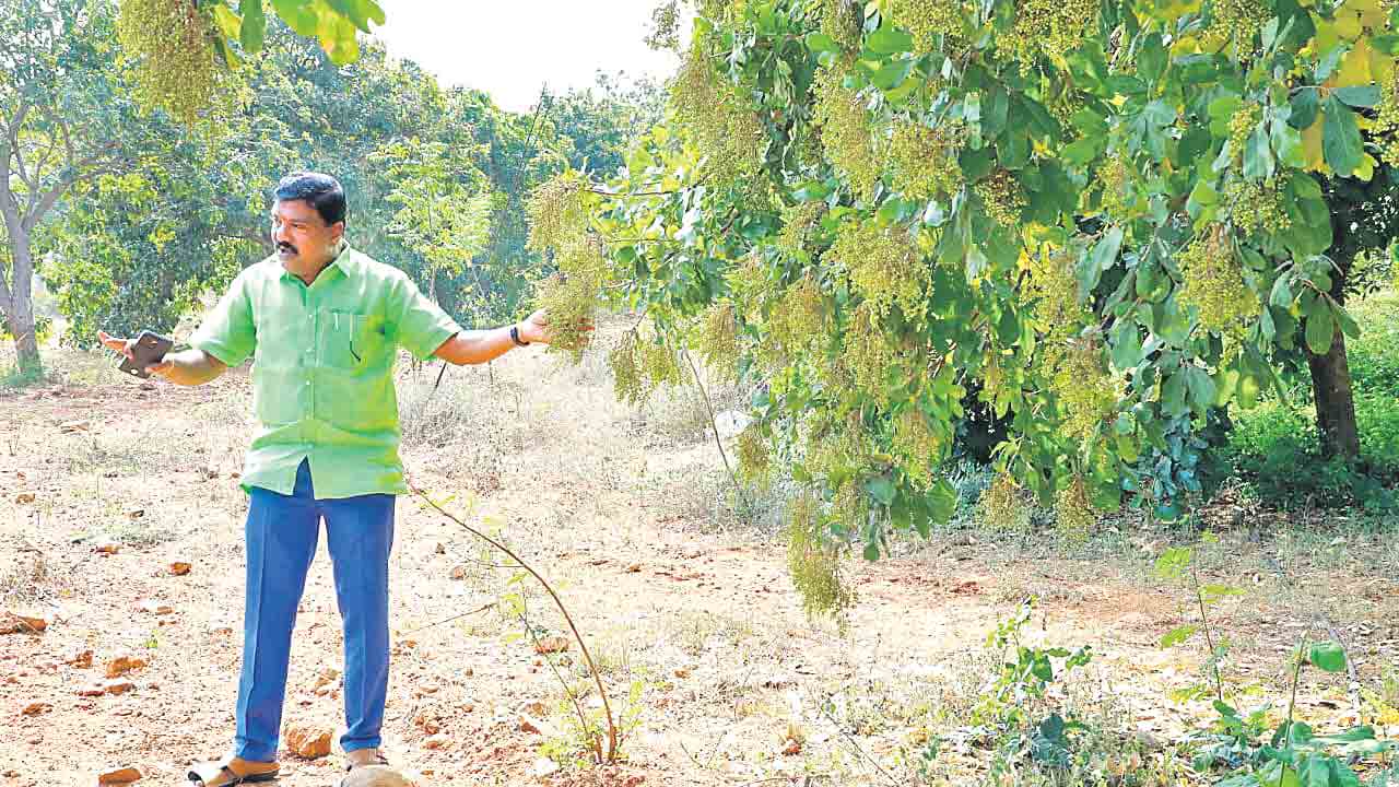 కుంకుడు పౌడర్‌తో టూత్‌పేస్ట్‌!