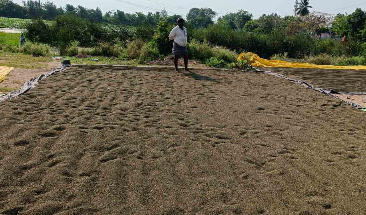 పెసర రైలు దిగాలు..