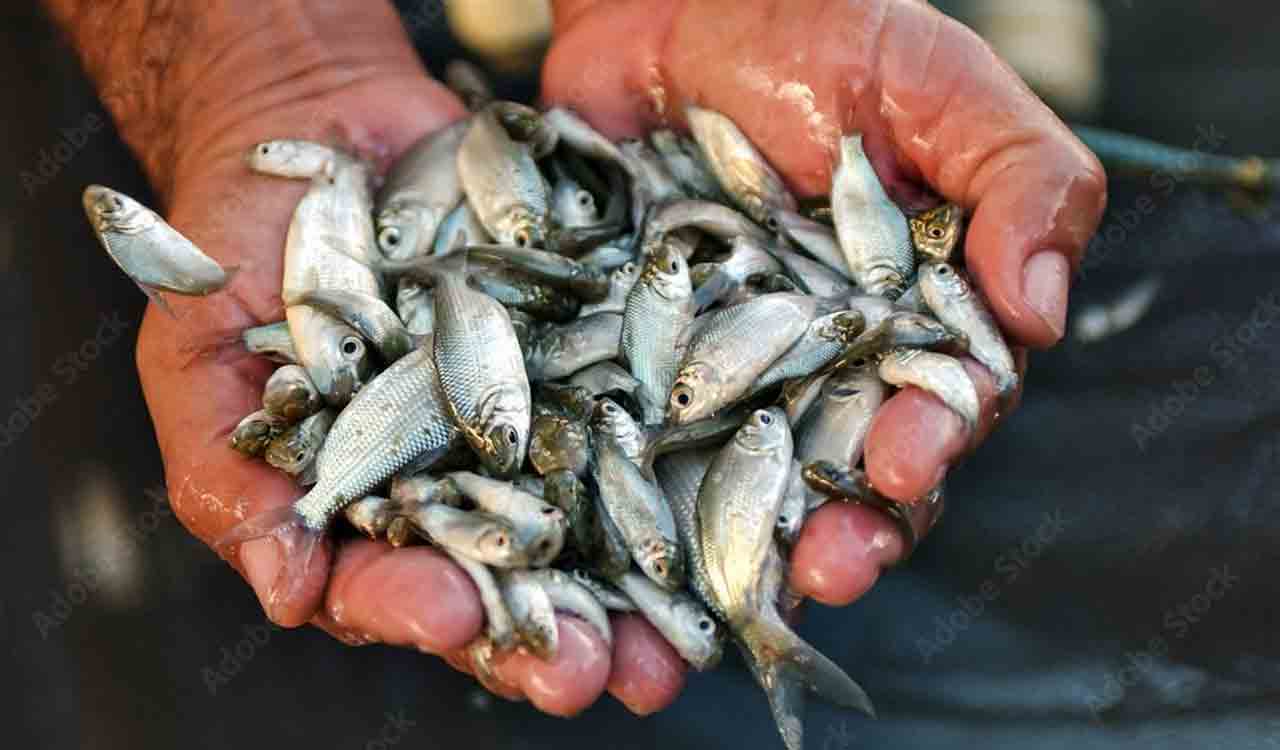 చేప పిల్లలు చేరేనా ?