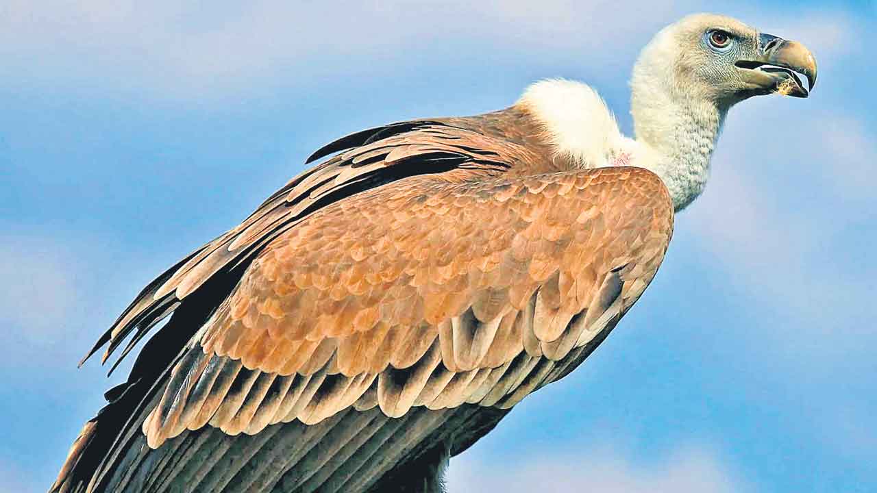 Vulture | రాబందులు అంతర్ధానం.. వ్యాధులతో ప్రజలు సతమతం